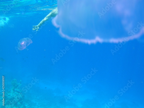 Transparent big jellyfish under the water of the Red Sea in the foregound. The foucus on the human hand reaches for the little jellyfish in the background with copyspace photo