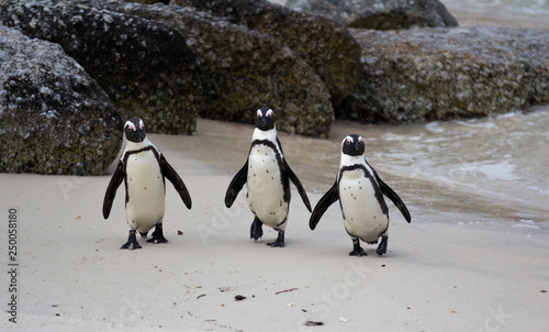 Three African penguins Spheniscus demersus on Boulders Beach near Cape Town South Africa coming back from the ocean