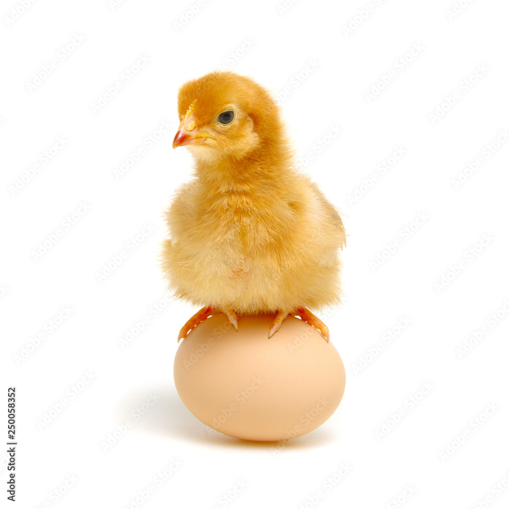 chick and egg isolated on a white chick and egg isolated on a white
