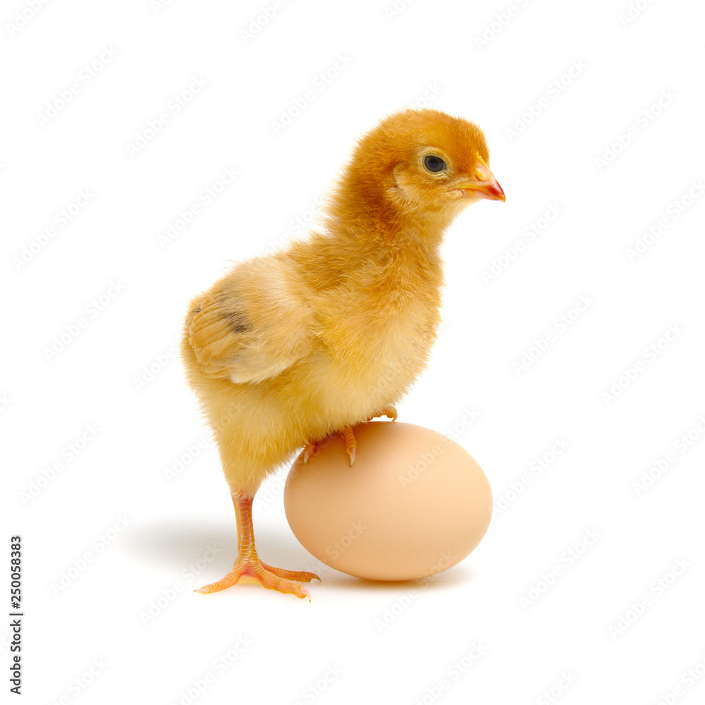 chick and egg isolated on a white