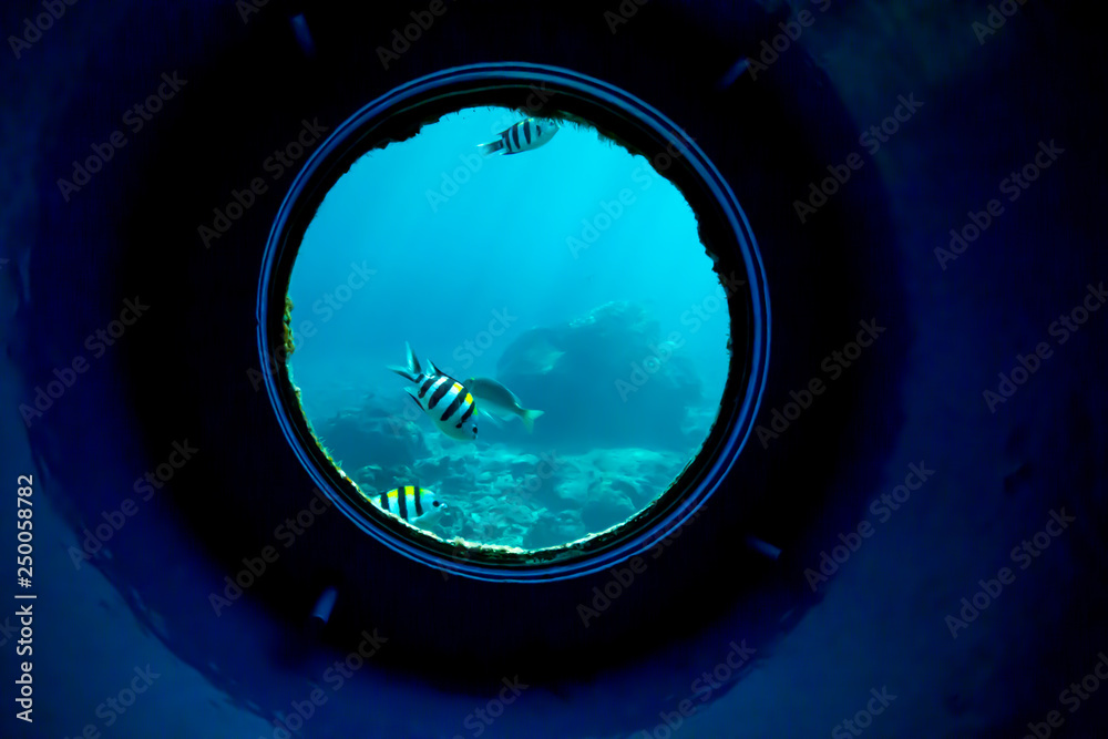 Underwater fish in coral reefs