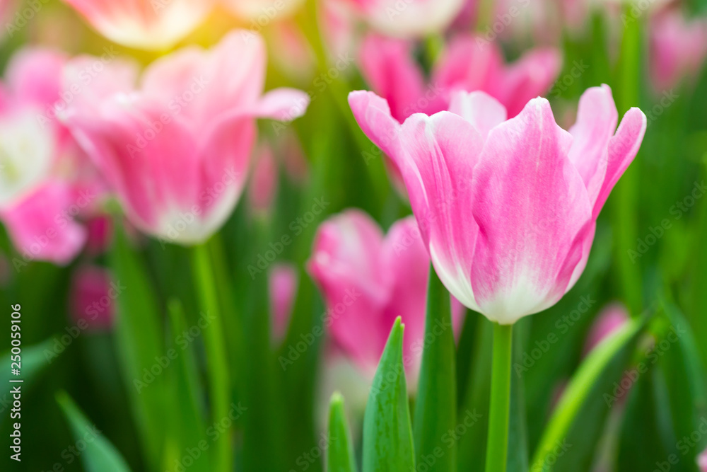 Pink tulips flower blooming blossom with sunshine morning in the botanic garden. Pink tulips flower blooming blossom with sunshine morning in the botanic garden.