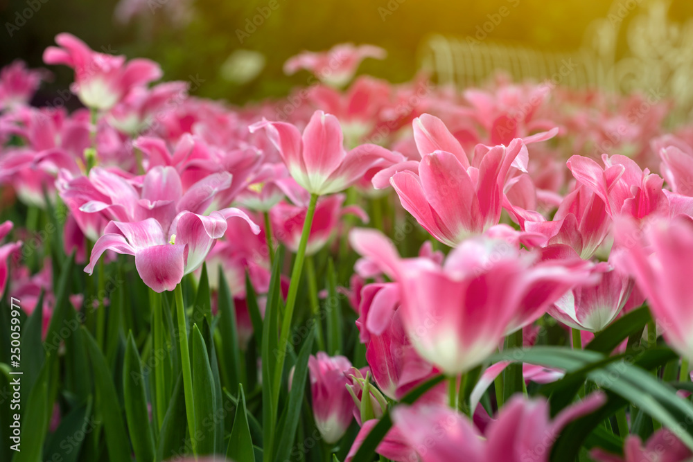 Pink tulips flower blooming blossom with sunshine morning in the botanic garden. Pink tulips flower blooming blossom with sunshine morning in the botanic garden.