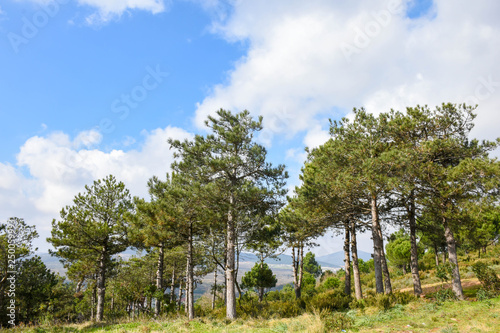 Fototapeta Naklejka Na Ścianę i Meble -  pine trees, sky, clouds.