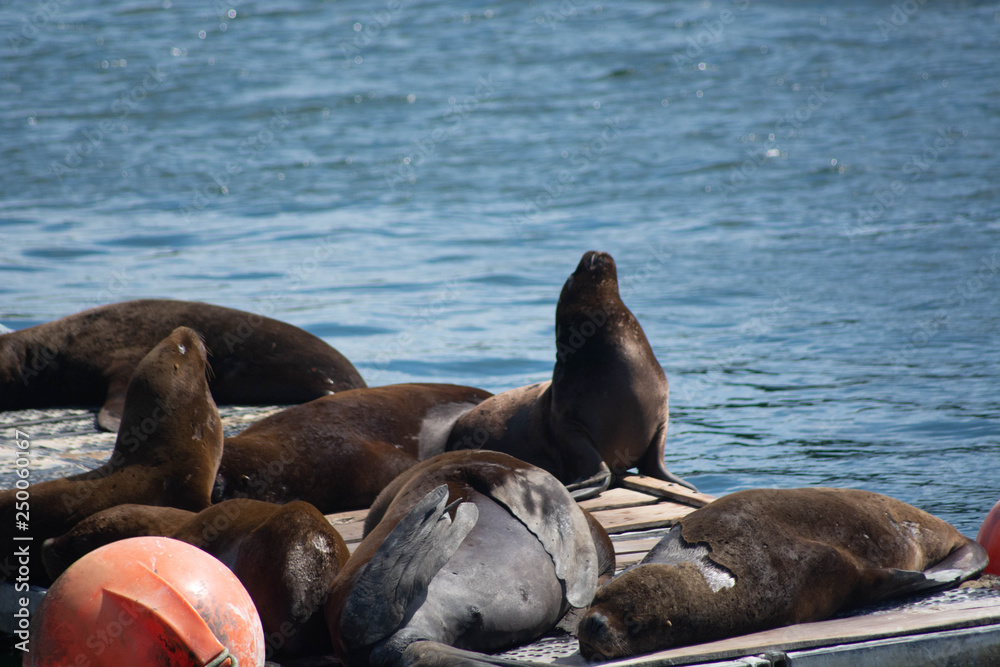 Fototapeta premium seals on the beach