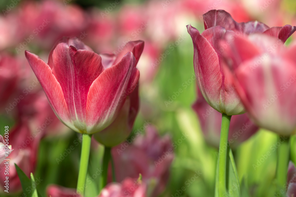 Pink tulips flower blooming blossom with sunshine morning in the botanic garden. Pink tulips flower blooming blossom with sunshine morning in the botanic garden.