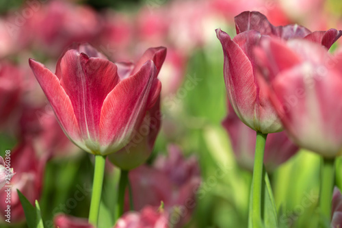 Pink tulips flower blooming blossom with sunshine morning in the botanic garden.