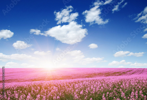 colorful flowers over blue sky