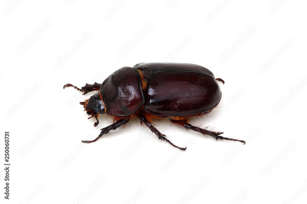 Beetle isolated on white Beetle isolated on white