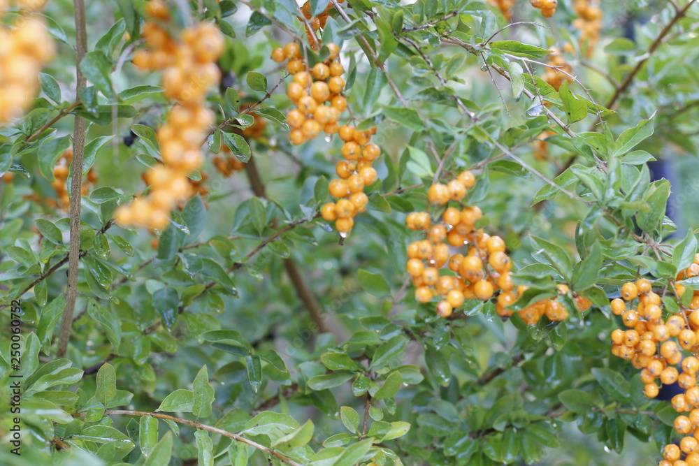 View to yellow berries in balcony