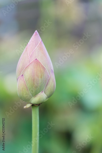 Bouton de lotus photo