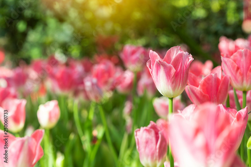 Pink tulips flower blooming blossom with sunshine morning in the botanic garden. © ADSKrongsawat