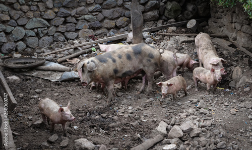 Pigs in stable Obrajillo Canta Peru Andes. Village. Farm. photo