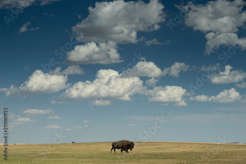Buffalo grazing in South Dakota grassland