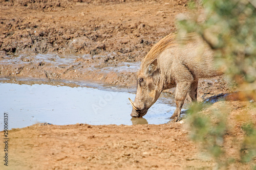 Warthog drinking © Aberson