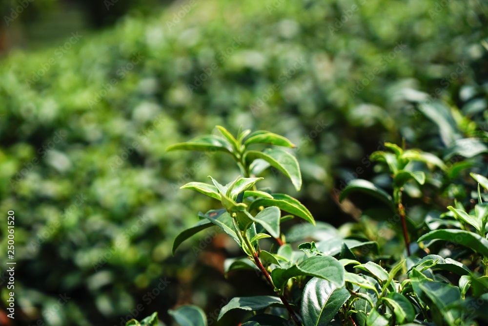 green plant in the garden