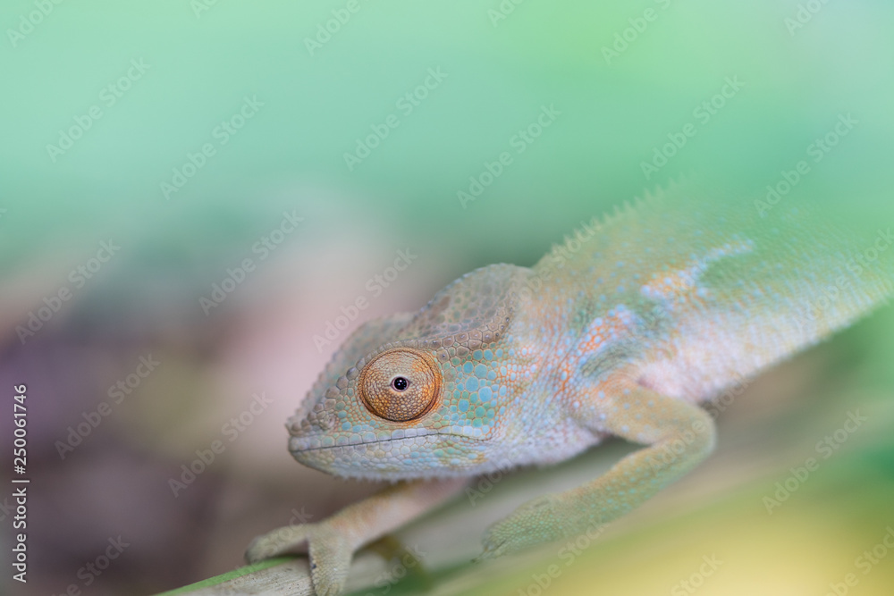 Obraz premium endormi ou caméleon