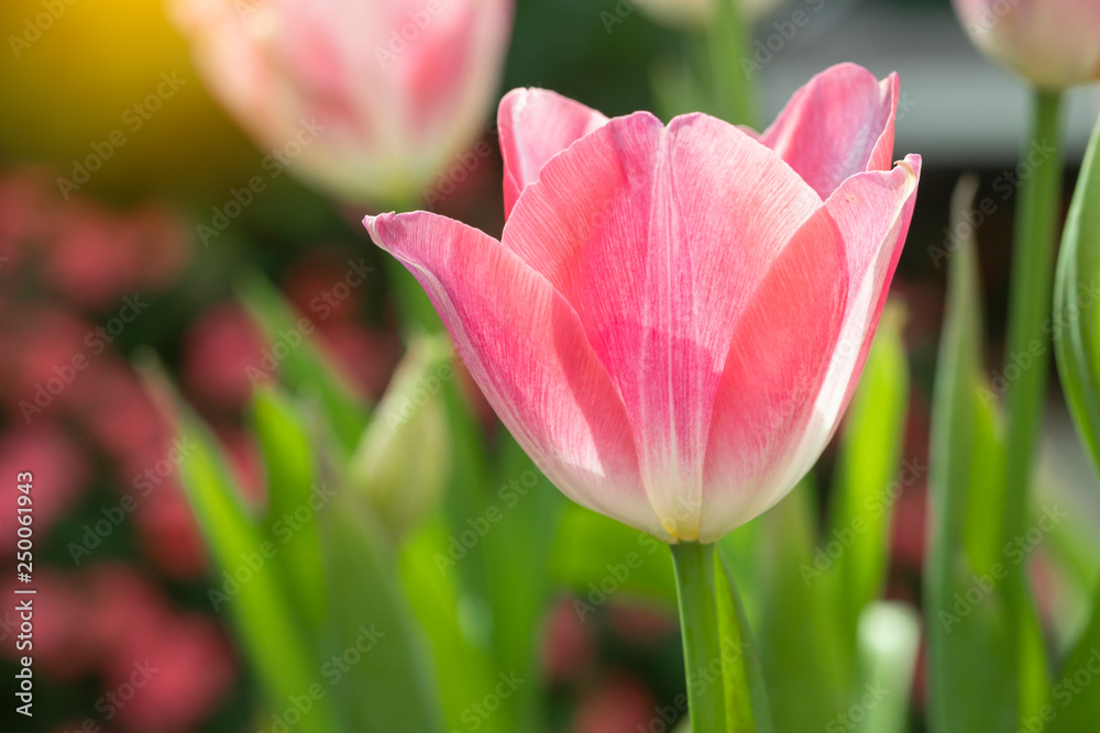 Pink tulips flower blooming blossom with sunshine morning in the botanic garden. Pink tulips flower blooming blossom with sunshine morning in the botanic garden.