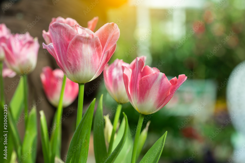 Pink tulips flower blooming blossom with sunshine morning in the botanic garden. Pink tulips flower blooming blossom with sunshine morning in the botanic garden.