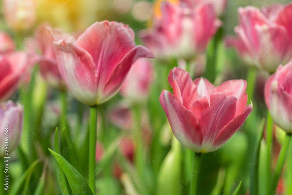 Pink tulips flower blooming blossom with sunshine morning in the botanic garden. Pink tulips flower blooming blossom with sunshine morning in the botanic garden.