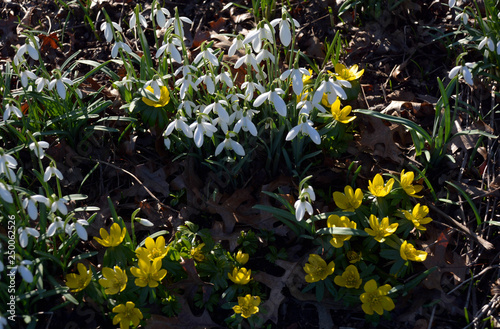 Schneegl  ckchen