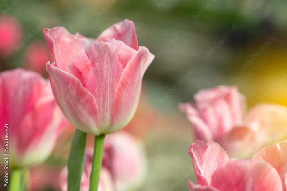 Pink tulips flower blooming blossom with sunshine morning in the botanic garden. Pink tulips flower blooming blossom with sunshine morning in the botanic garden.