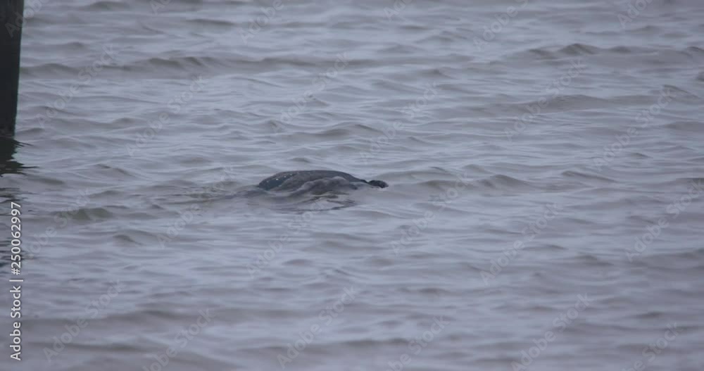 Cormorant bird dives underwater and swims in water seagull Cormorant bird dives underwater and swims in water seagull