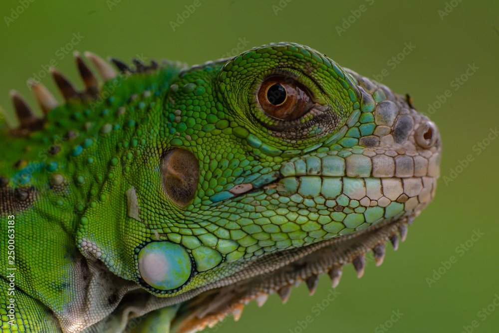 Fototapeta premium Close up shots, Beautiful nature scene iguana. (Iguana Iguana) Showing of eyes and face detail. Iguana in the nature habitat using as a background or wallpaper.