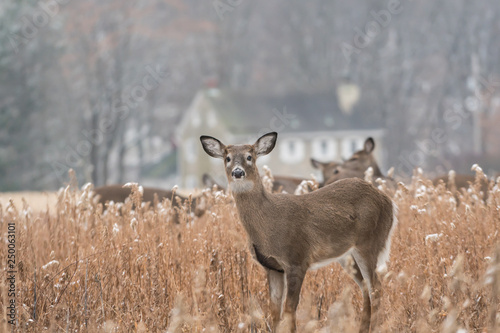 Heard of white-tailed deer (Odocoileus virginianus) grazing in field, Pennsylvania