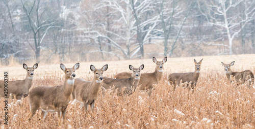 Herd of white-tailed deer (Odocoileus virginianus) grazing in field, looking at camera, on cold day in winter.  photo