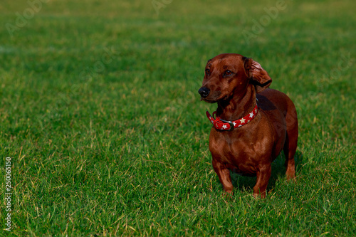 Dog breed dachshund