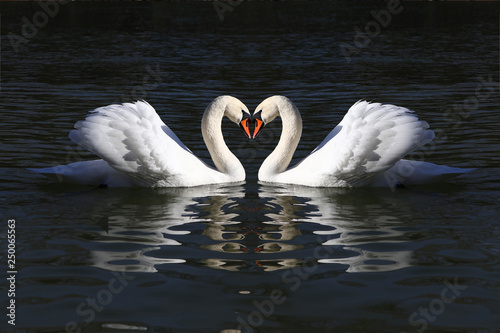 Fototapeta Naklejka Na Ścianę i Meble -  love swans while curling