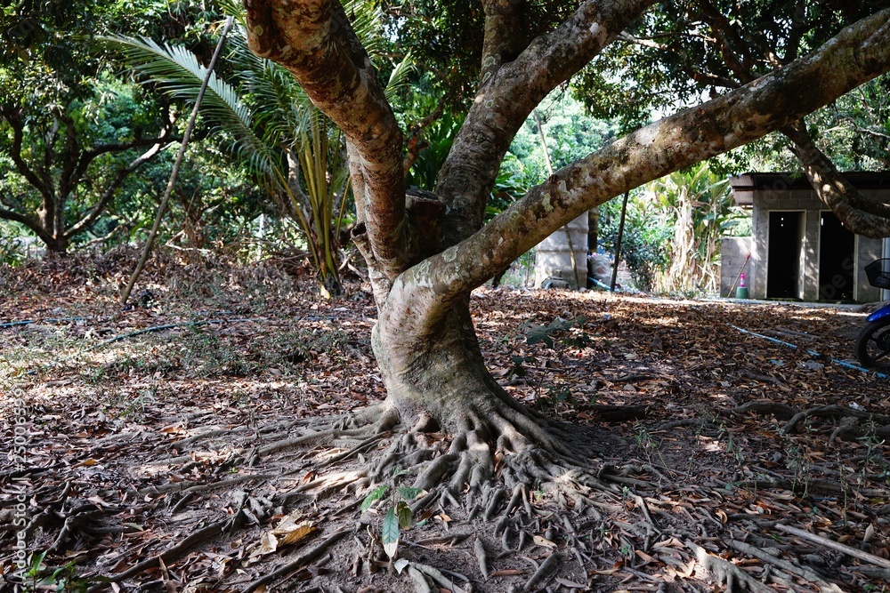 tree in the forest tree in the forest