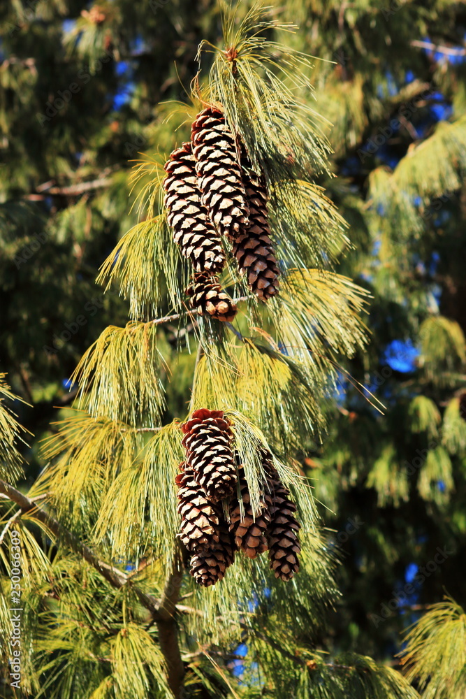 Beautiful cones on the pine branch on a bright fine spring day. Outdoor. Selective focus.