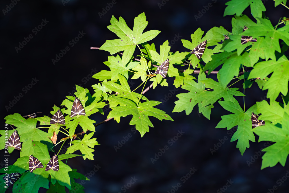 Butterflies (Jersey tiger) rest on leaves of sweetgum tree in Butterfly valley (Rhodes, Greece)