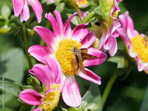 Ochlodes sylvanus - Le petit papillon la sylvaine posée sur une fleur photo