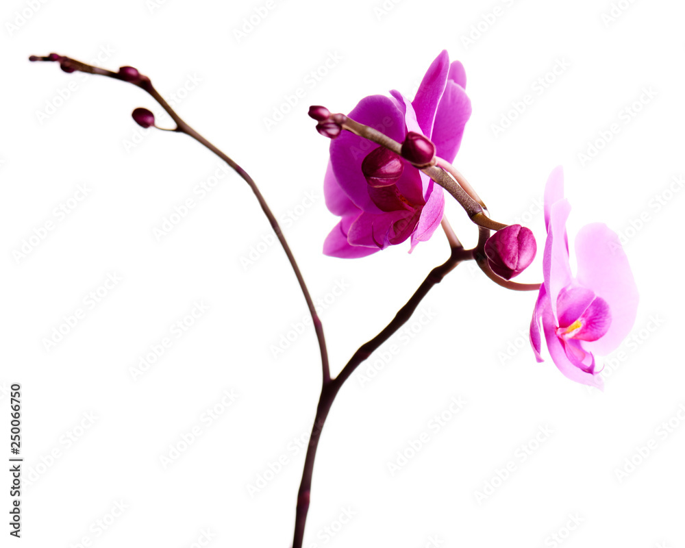 Orchids flowers on banch isolated on white. Orchids flowers on banch isolated on white.