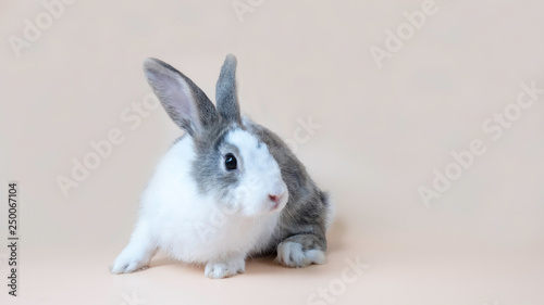 Little cute rabbit on clear background.Holiday easter concept.