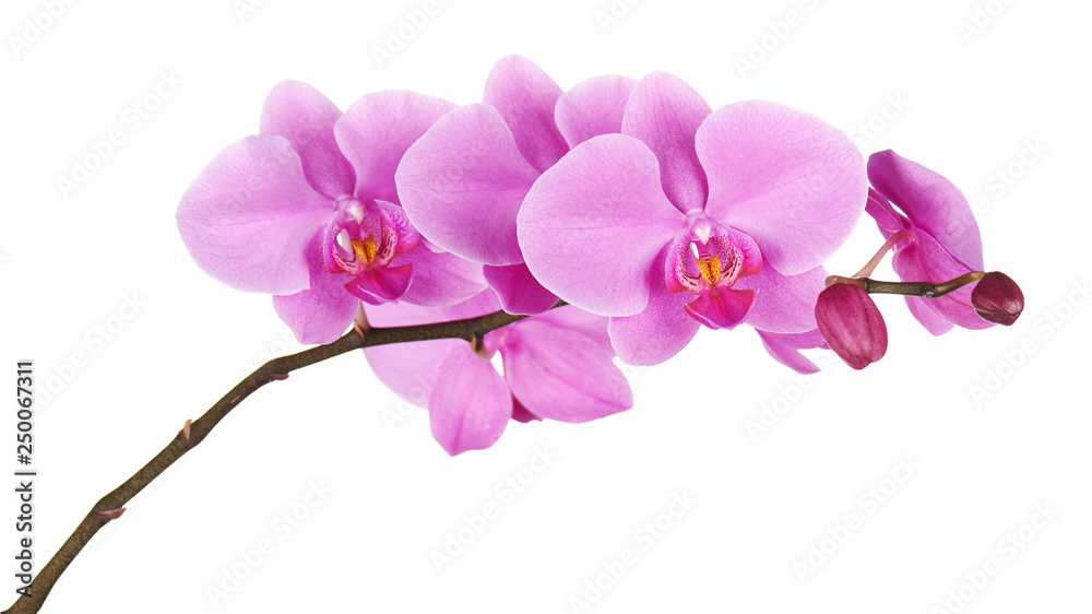 Orchids flowers on banch isolated. Orchids flowers on banch isolated.