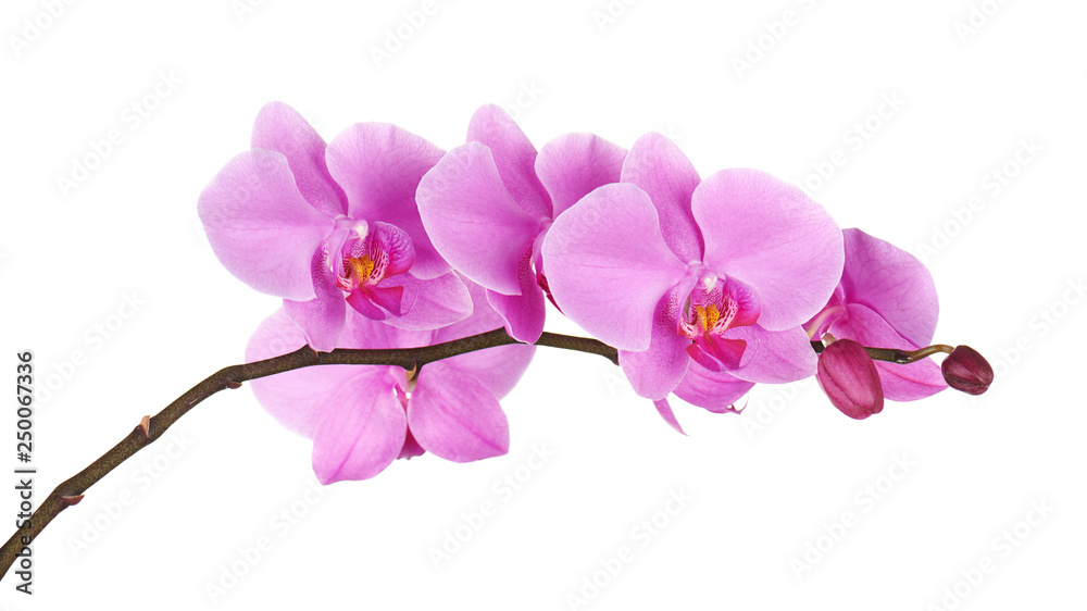 Orchids flowers on banch isolated.