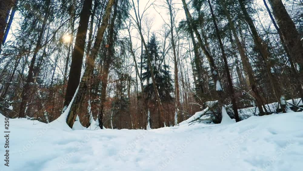 Winter forest. The sun is shining and the snow is falling.