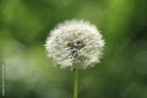 Pusteblume