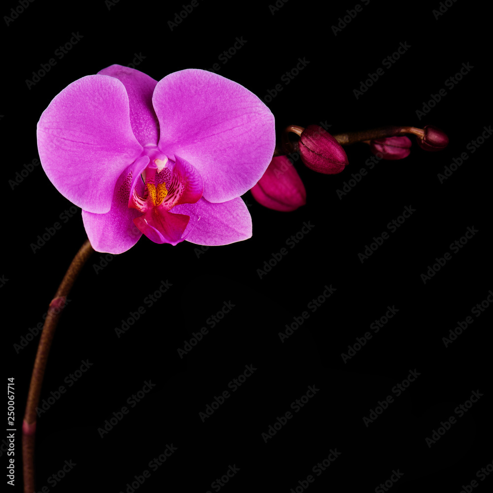 Obraz premium Orchids flowers on banch.