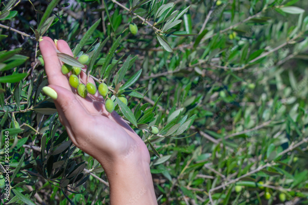Farmer is harvesting and picking olives on olive farm. Gardener in Olive garden harvest Farmer is harvesting and picking olives on olive farm. Gardener in Olive garden harvest