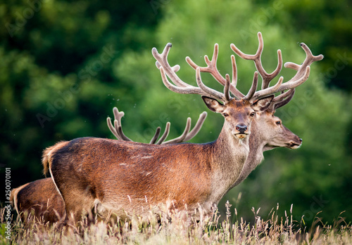 Closeup on red deer stags in a summer field  Killarney national park  Ireland