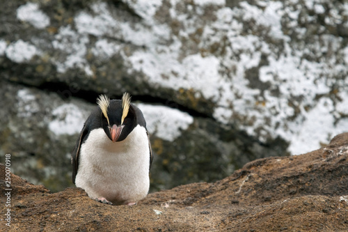 Erect-crested penguins (Eudyptes sclateri)