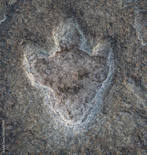 The footprints of dinosaur on a stone
