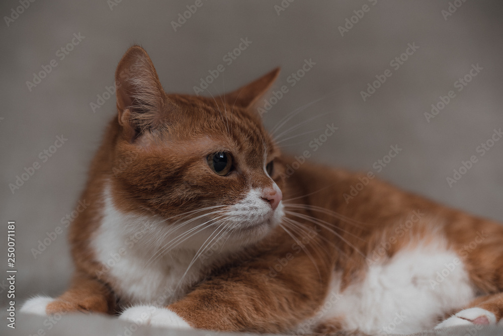 Portrait of a ginger domestic cat on a gray background in the studio.