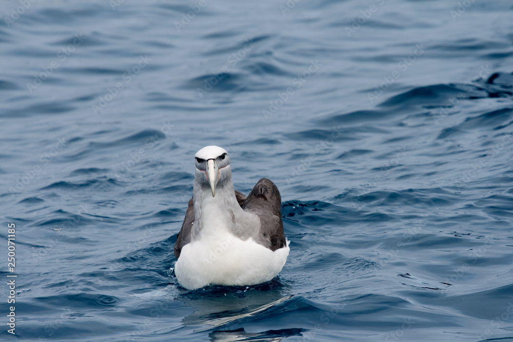 Salvin's albatross (Thalassarche salvini)