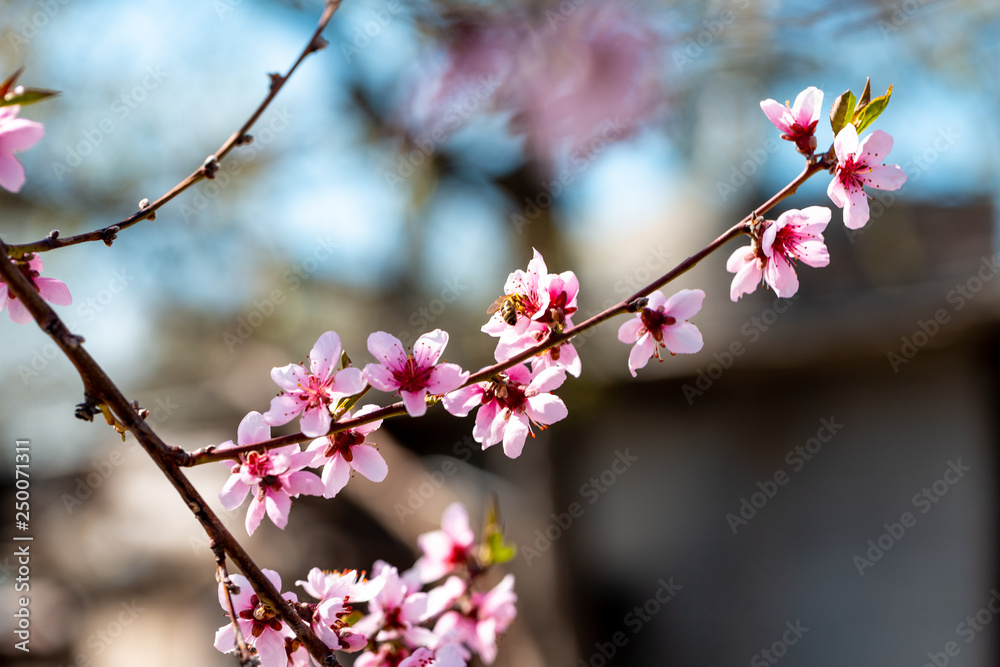 Beautiful blooming peach trees in spring on a Sunny day. Soft focus, natural blur Beautiful blooming peach trees in spring on a Sunny day. Soft focus, natural blur